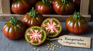 How Landscaping Can Add Curb Appeal to Your Home?