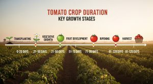 Tomato Crop Duration in India: Key Growth Stages