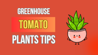 Master Greenhouse Tomato Plants – Bountiful Crops Guru Tips
