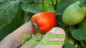How to Stop Blossom End Rot in Tomatoes: Your Guaranteed Fix