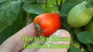 How to Stop Blossom End Rot in Tomatoes: Your Guaranteed Fix