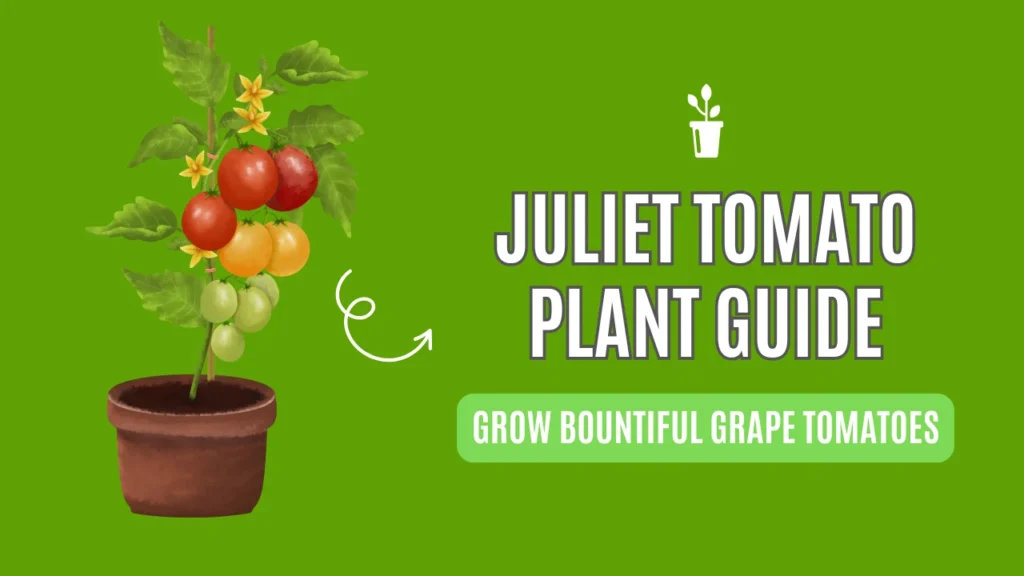 Juliet Tomato Plant Guide