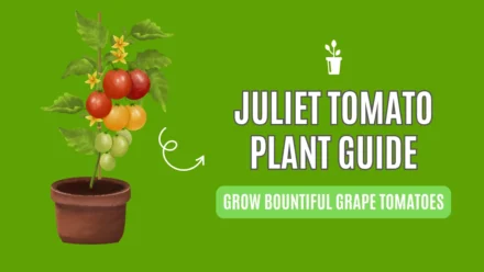 Master Juliet Tomato Plant – Explosive Yields Guru Secrets