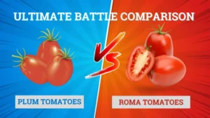 Plum Tomatoes vs Roma Tomatoes: Ultimate Battle Comparison