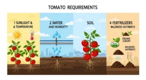 4 Requirements For Successful Tomato Cultivation
