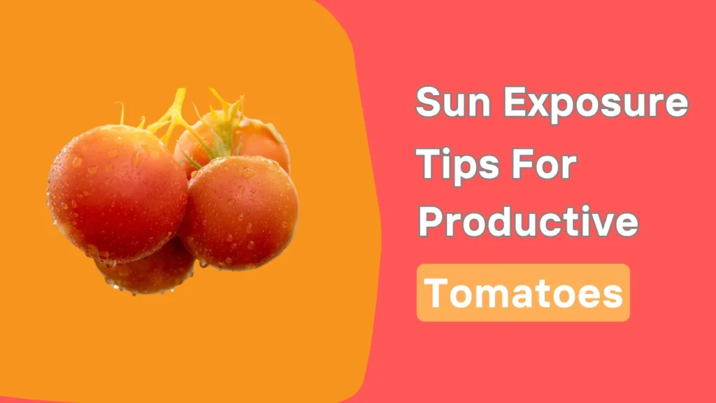 sun exposure tips for productive tomatoes