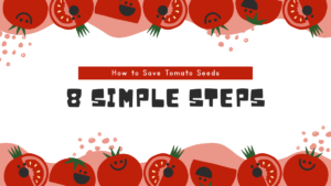 How to Save Tomato Seeds: 8 Simple Steps