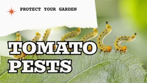 Tomato Pests: Complete ID, Damage & Organic Control Guide