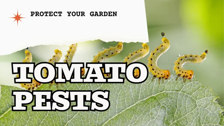 Tomato Pests