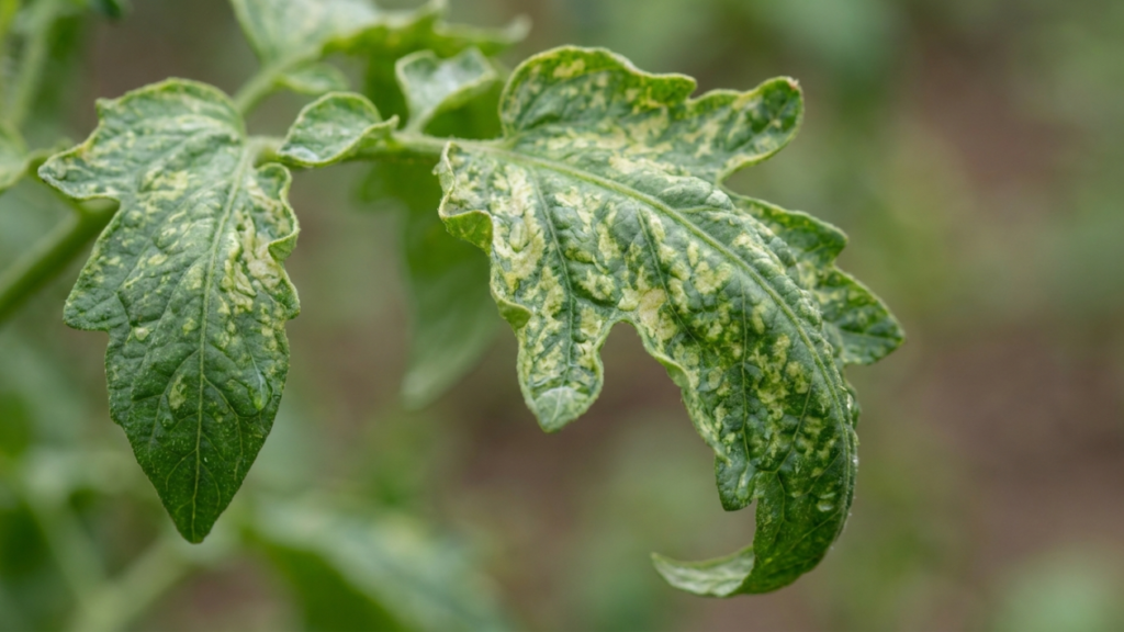 Tomato leaves showing yellow curl symptoms caused by leaf curl virus infection