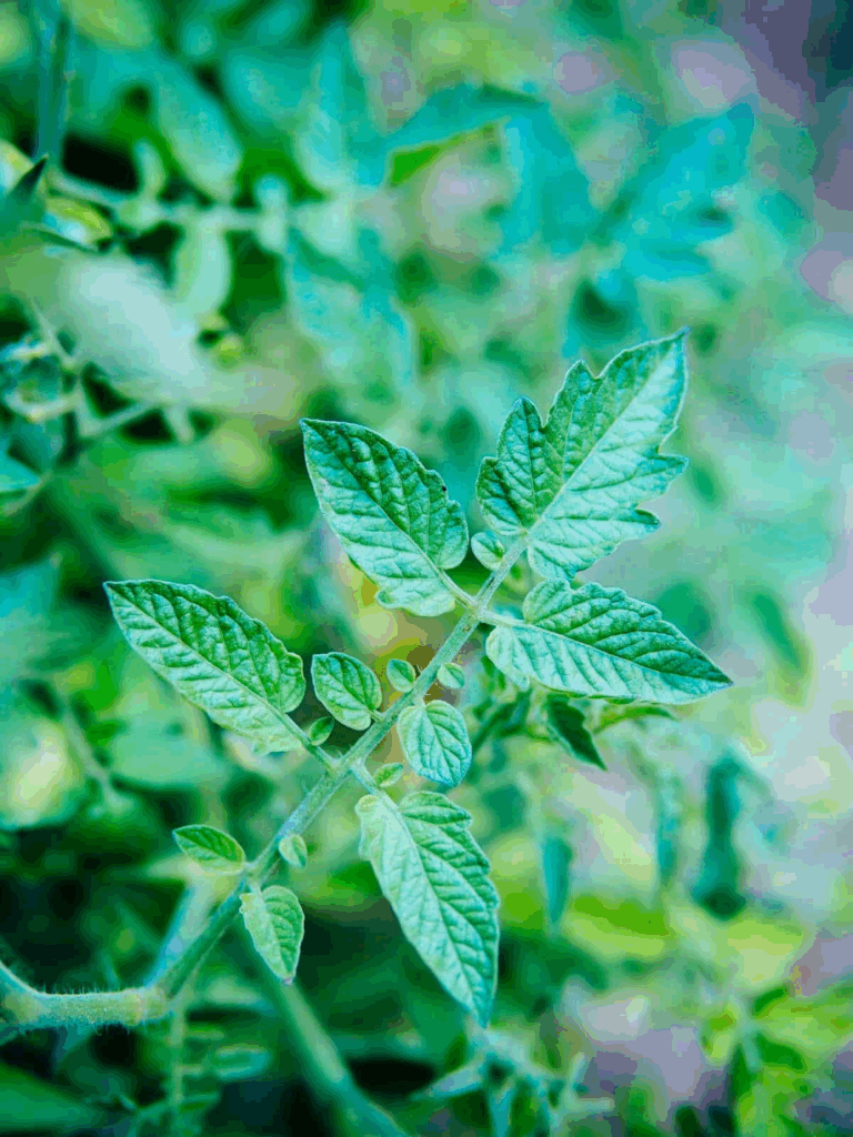 Close-up of healthy tomato plant leaves showing vibrant green color and texture