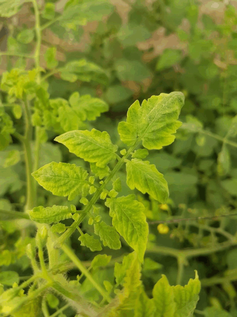 Tomato leaves showing yellow curl symptoms caused by leaf curl virus infection