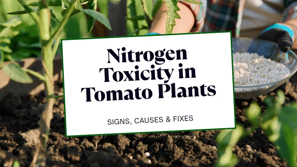How to Fix Nitrogen Burn on Tomato Plants