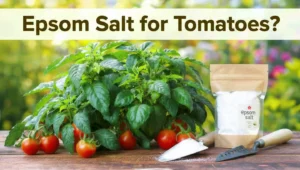 Should You Use Epsom Salt on Tomato Plants?