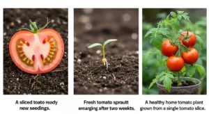 How to Grow Tomatoes From a Tomato – Easy 7 Step Guide