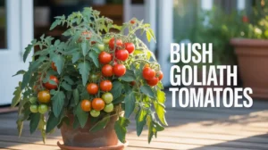 The Ultimate Guide to Growing Bush Goliath Tomatoes Successfully