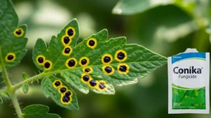 Conika Fungicide Uses in Tomato Crop: Dosage and Benefits