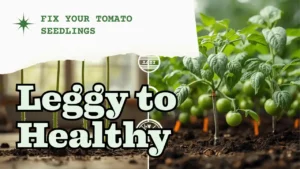 Why Your Tomato Seedlings Are Leggy (And How to Fix It Cheaply)