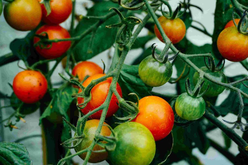 Tomatoes ripening on the vine