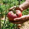 A gardener harvesting a massive dark pink Giant Belgium tomato from a heavily staked plant.