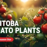 A healthy determinate Manitoba tomato plant loaded with ripe, bright red fruit in a garden bed.