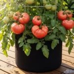 A large Oxheart tomato plant growing successfully in a 20-gallon fabric container on a patio.
