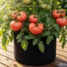 A large Oxheart tomato plant growing successfully in a 20-gallon fabric container on a patio.