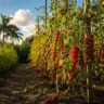 Cherry tomato vines heavy with ripe red fruit growing in a sunny South Florida winter garden with palm trees in the background
