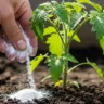 Gardener sprinkling baking soda around the base of a tomato plant to test soil acidity and prevent disease