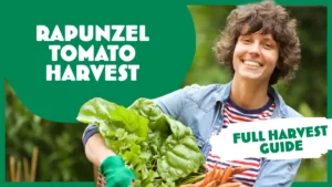 Rapunzel Red Cherry Tomato – Cascading Harvest Guide