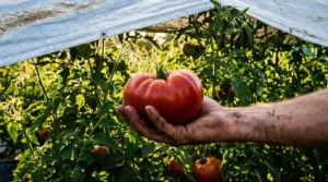 I Saved My Tomato Crop in 100°F Heat: 3 Steps to Revive Plants