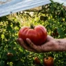 A successful harvest of red tomatoes protected by aluminized shade cloth during a heatwave.