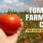 How Much Is Tomato Farming Cost Per Acre