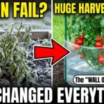 Wall of Water For Tomato Plants