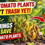 what to do with tomato plants after harvest
